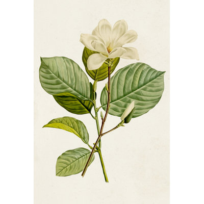 Magnolia Flowers I - Wrapped Canvas Painting