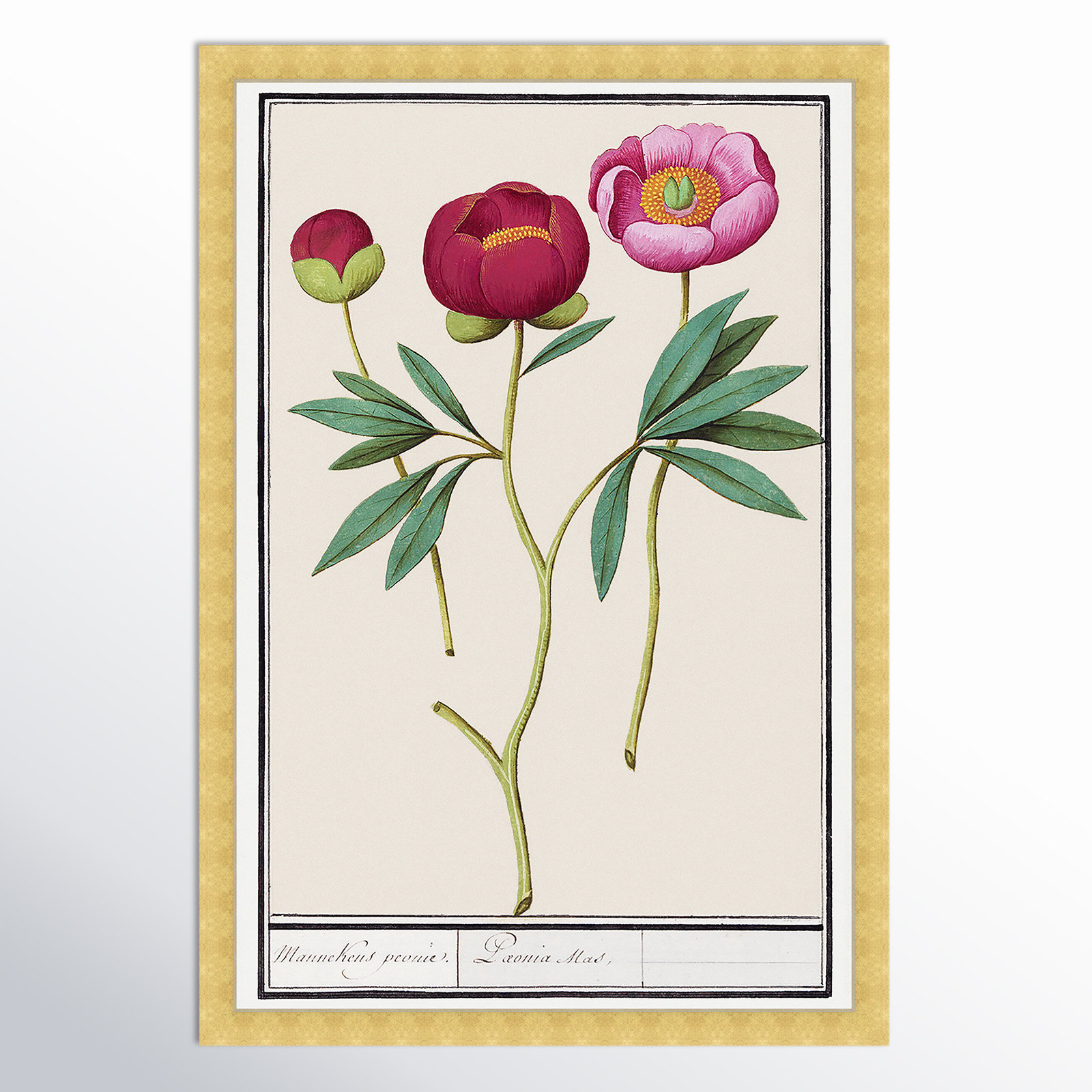 Red And Pink Peony Botanical Study by Oliver Gal, Gold, 26" H x 18" W