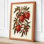 Pomegranate Study Botanical - Wrapped Canvas-331230323-331230327