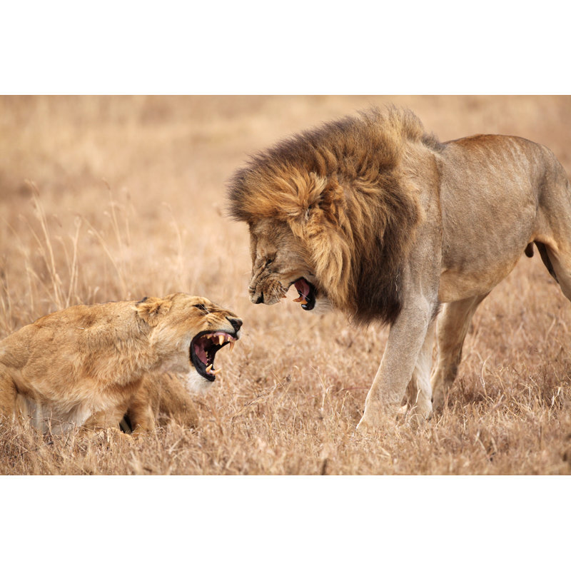 Lion et lionne se battant par Yenwen, H 12 po x l 18 po