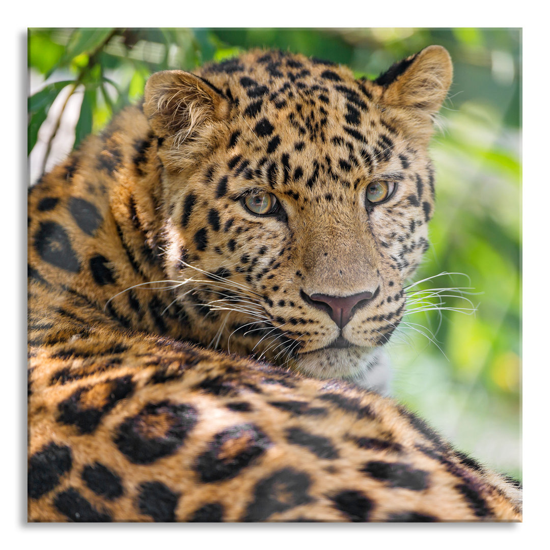 Glasbild Wachsamer Leopard im Schatten