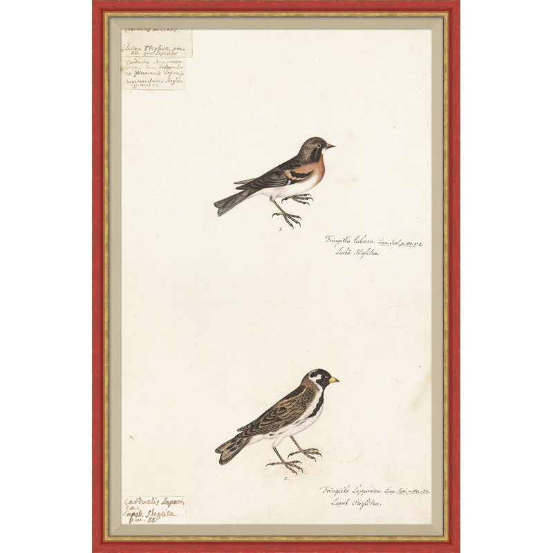 18th Century Bird Re-Strikes XI Painting