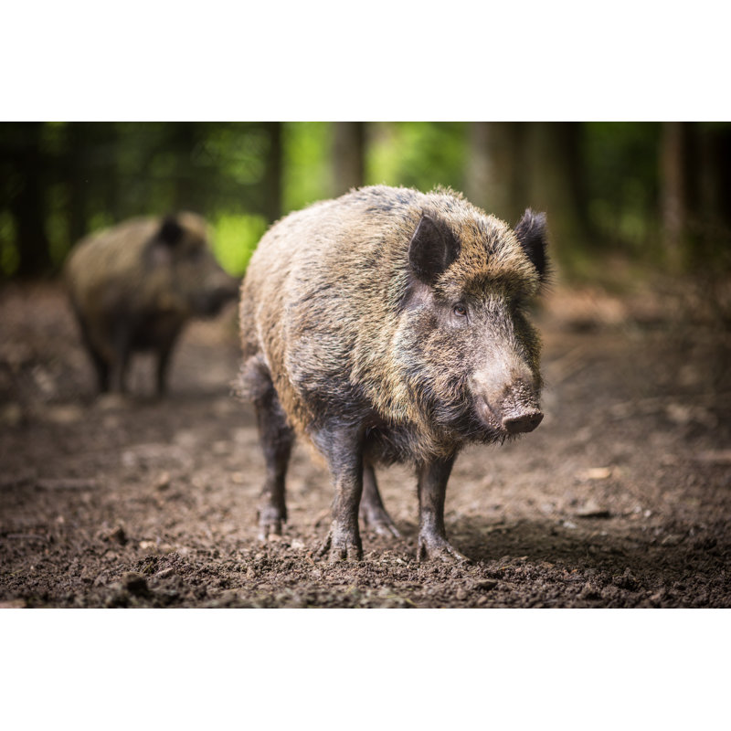 Leeam Wild Boar - Wrapped Canvas Print, 81cm H x 122cm W 3.8cm D