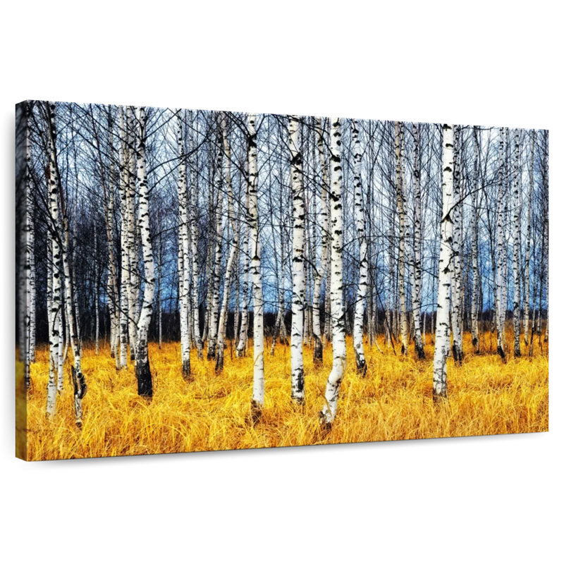 Bouleaux Harnek en automne, H 34 po x l 51 po