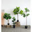 Arbre à feuilles de figuier Fiddle - 16,5 po x 21 po x H 41,5 po - vert