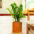 Plastic Planter For Home