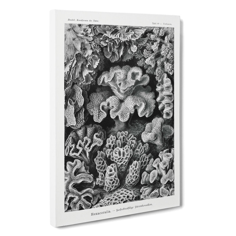 Hexacorallia Coral Vol.2 by Ernst Haeckel - Wrapped Canvas, 76cm H x 50cm W x 3cm D