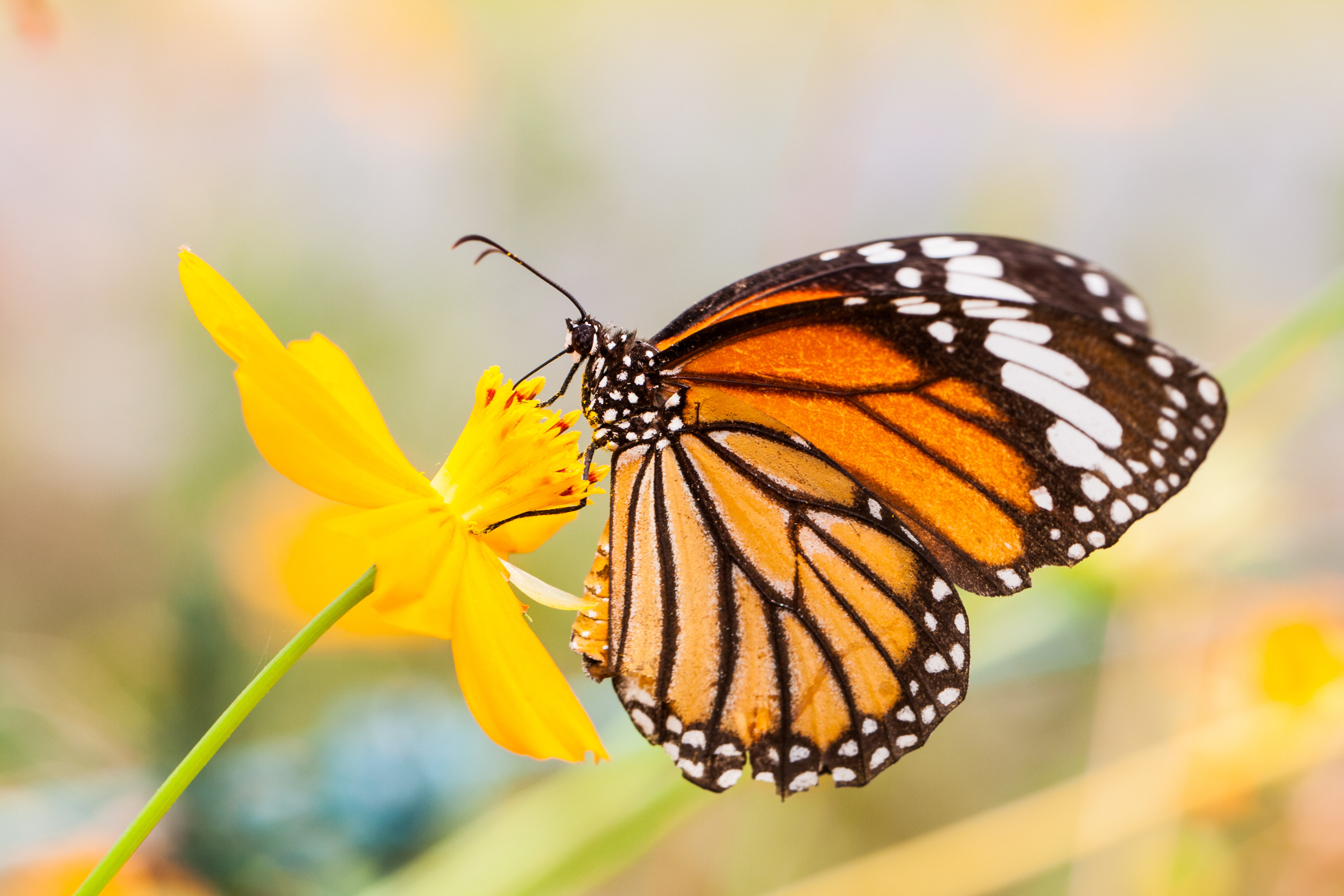 Monarch Butterfly On Canvas Print