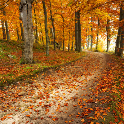 Autumn Forest Road by MLiberra - Wrapped Canvas Print