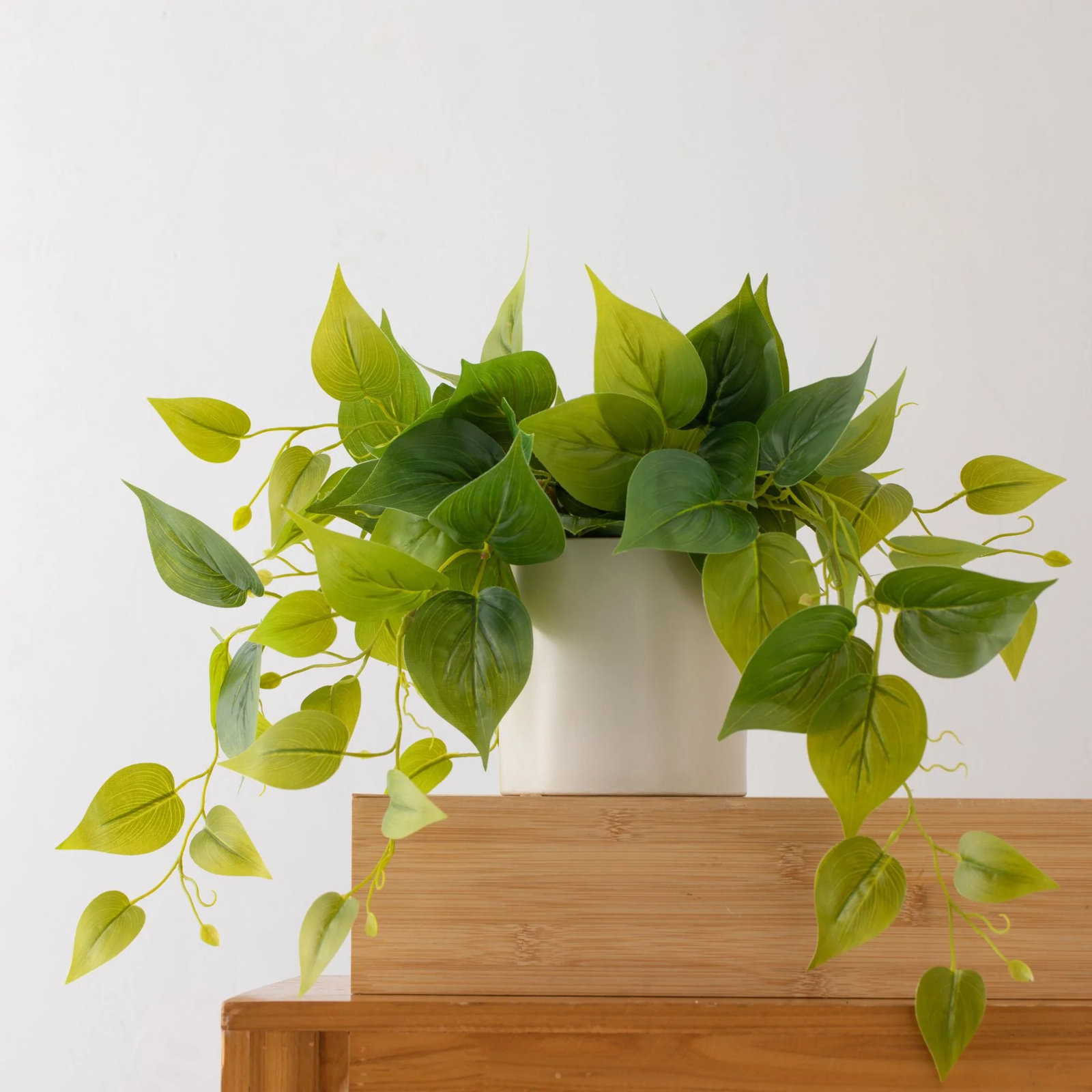 14" Pothos Plant in Pot, 2, White