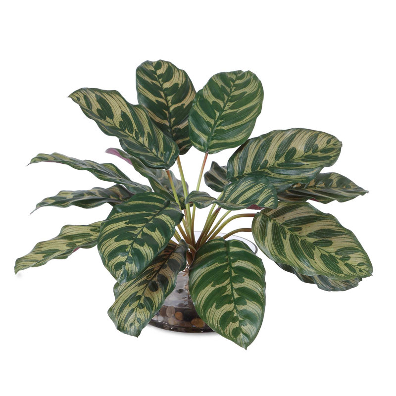 Plante de paon en accent