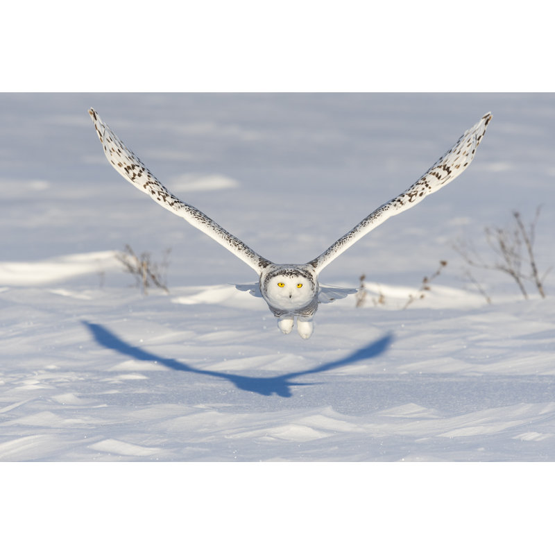 Snowy Owl by Pchoui - Wrapped Canvas Print, 20cm H x 30cm W x 3.8cm D