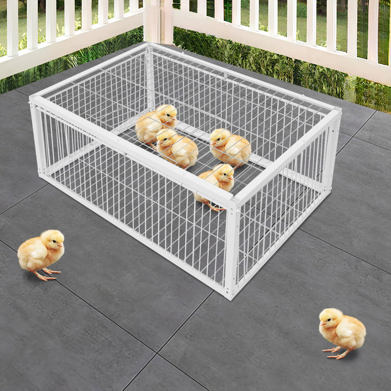 Cage en fer avec entrée à sens unique pour pigeon
