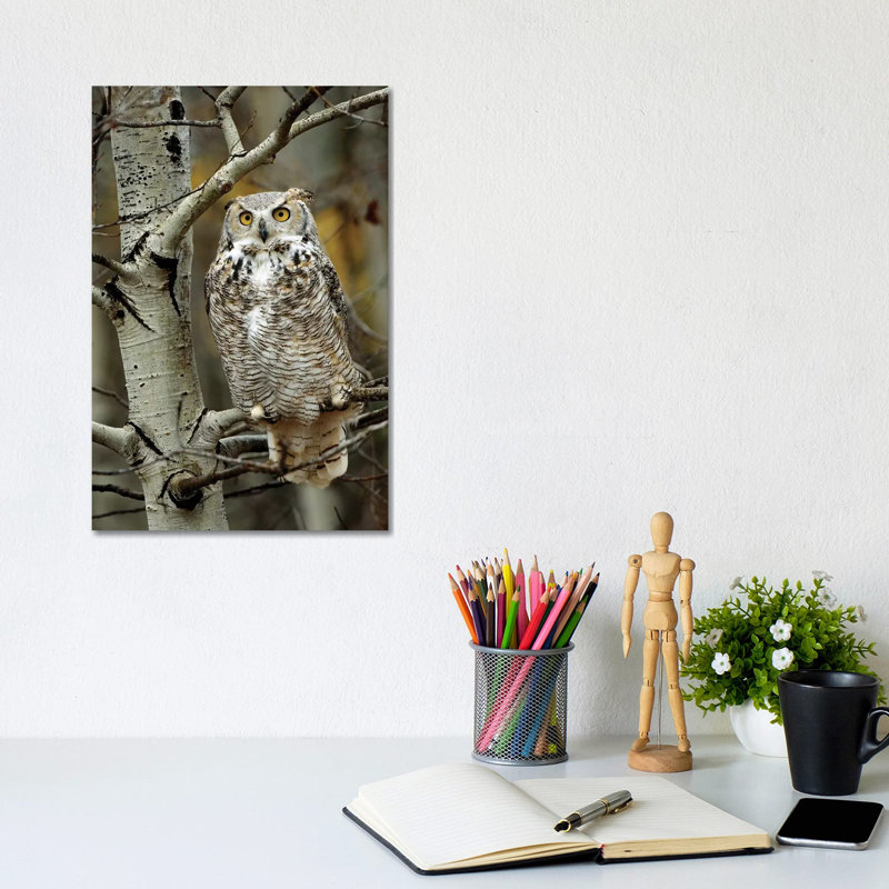 Great Horned Owl Pale Form, Perched In Tree, Alberta, Canada by Tim Fitzharris - Wrapped Canvas Print