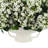 Budding Hydrangeas in Ceramic Vase