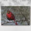 Cardinal dans la neige I-2125670572