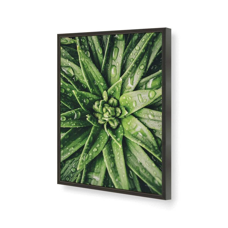 «Dew Drop Succulent» par Susan Ball, reproduction d'art, L 30 x H 40, Noir, Impression encadrée
