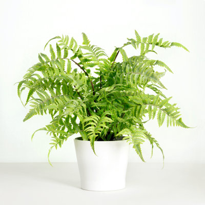 Faux Fern Plant in Ceramic Planter