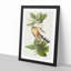 Mangrove Cuckoo by John Audubon - Framed Print-55575674-55575671