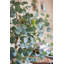 Eucalyptus artificiel dans un pot de poche-1670759525