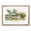 Black-Tailed Hare by J.W. Audubon - Framed Print-55545425-55545426