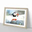 Atlantic Puffin - Picture Frame Painting Print-56633219-56633220
