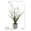 20.5" Artificial White Orchid in Vanda Pot
