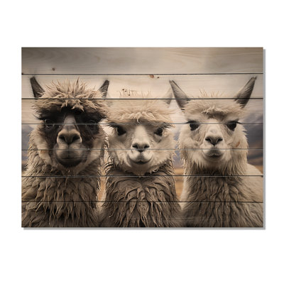 Alpacas, photographie de paysage monochrome sur bois