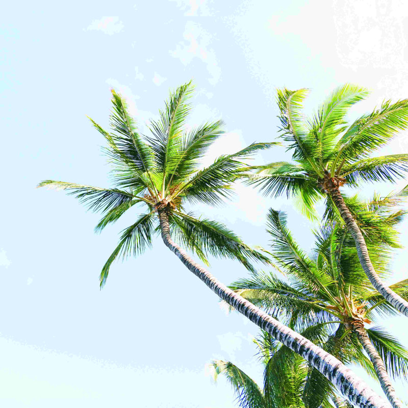 " Palm Trees 3 ", 12" H x 12" W  