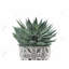 Plante zébrée succulente - Toile botanique exotique