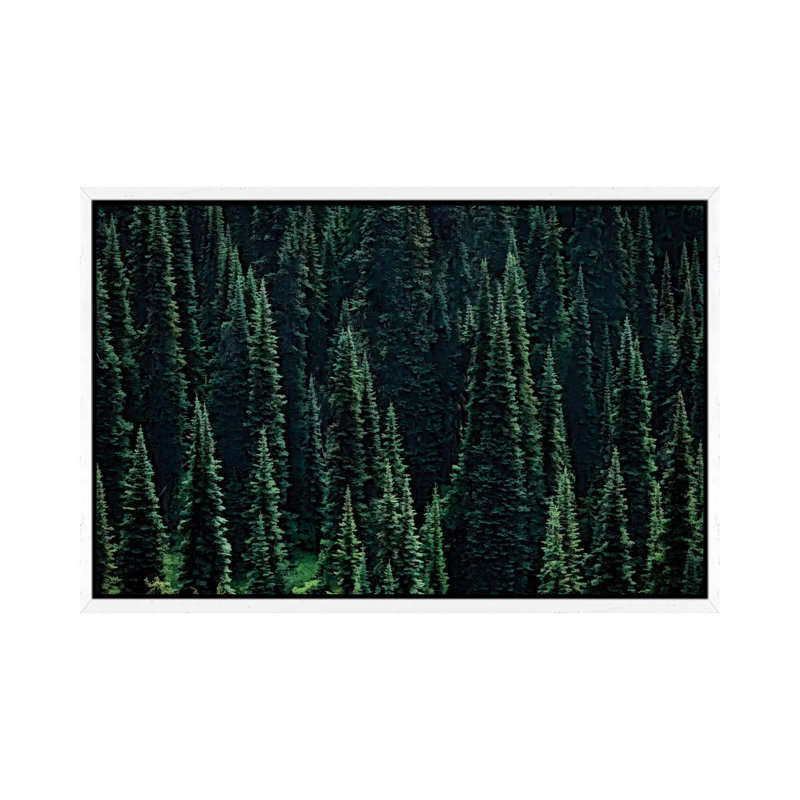 Fir Forest by Dennis Frates - Print on Canvas, White Framed, 45.72cm H x 66.04cm W x 3.81cm D