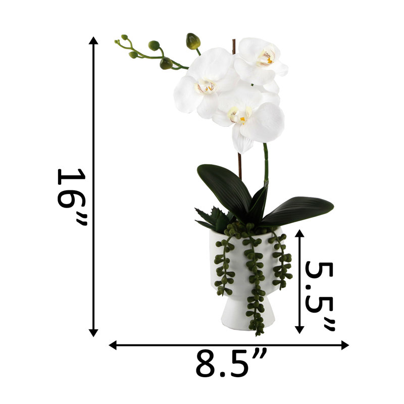 Orchid Arrangement in Planter, White