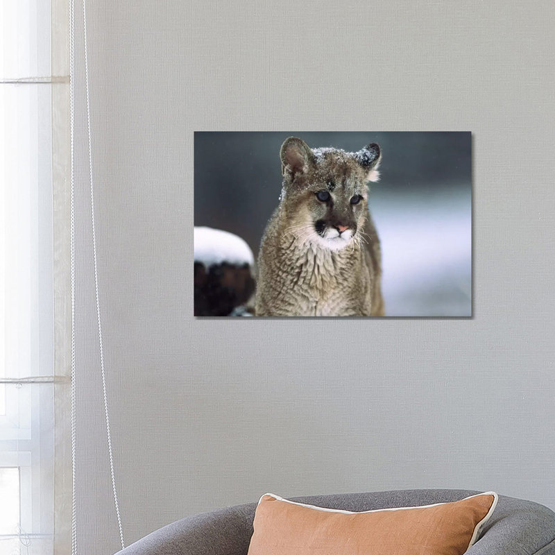 Mountain Lion Cub In Snow, Montana by Tim Fitzharris - Wrapped Canvas Print, 66.04 cm H x 45.72 cm W x 1.91 cm D