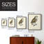 Chouette française I - impression encadrée de qualité supérieure - prête à être accrochée - aucun clou requis - aucun clou requis-1945186020-1945186023