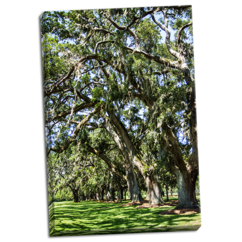 « avenue of oaks ii », reproduction de photo, H 24 po x l 16 po x P 0,75 po, Toile tendue