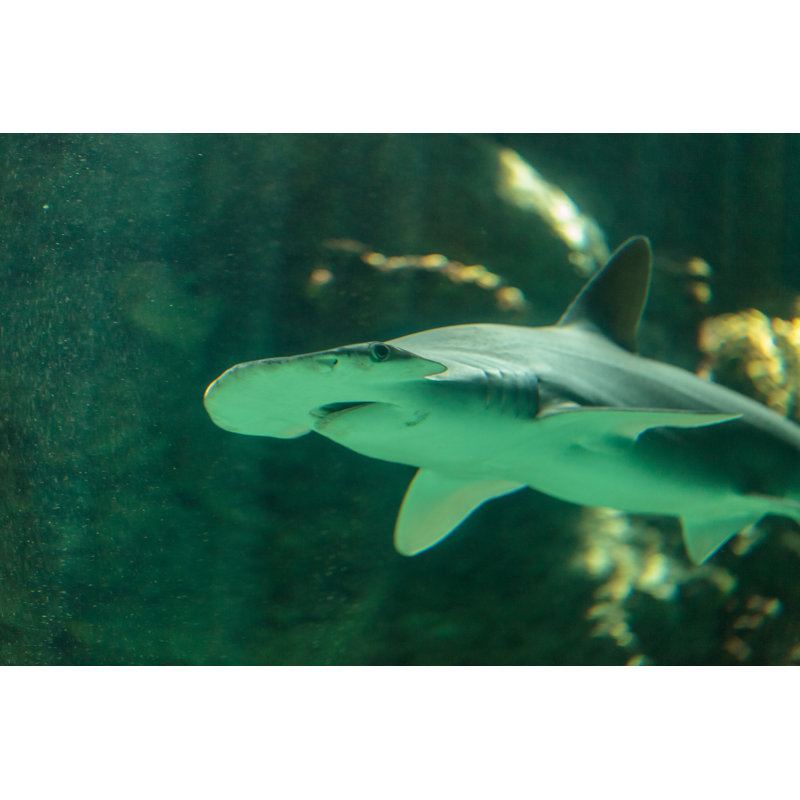" Bonnethead Shark " by Lagunaticphoto, 12" H x 8" W
