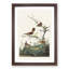 Wrens by John James Audubon - Picture Frame Painting Print-55614436-55614443