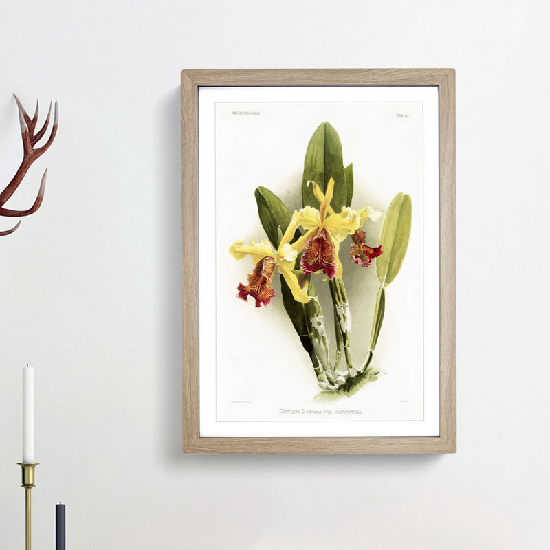 Magnolia Flowers Illustration Tab.80 by Frederick Sander - Picture Frame Art Print, 60cm H x 40cm W x 2cm D, Oak