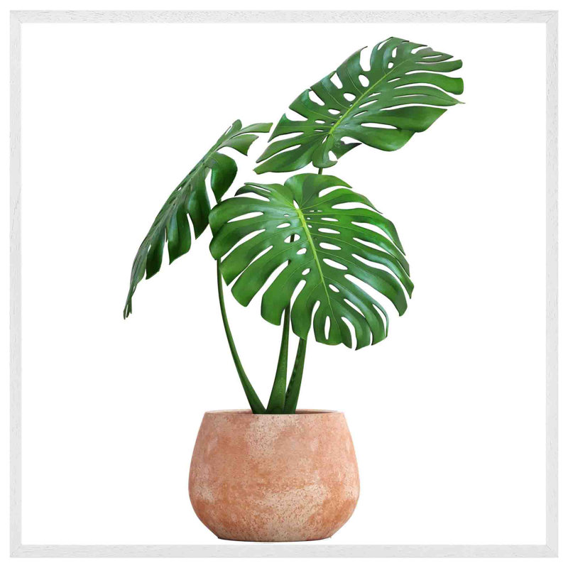Gottberg Monstera - Single Picture Frame Print, 76cm H x 76cm W x 4cm D, White