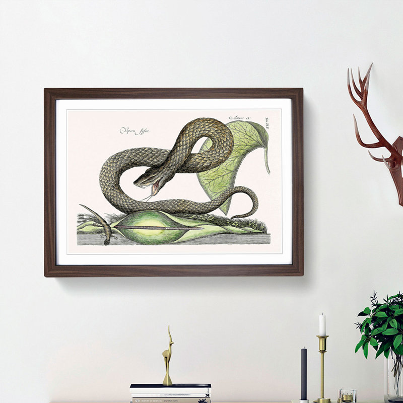 Brown Viper Snake by Mark Catesby - Picture Frame Painting Print, Walnut Framed, 36cm H x 48cm W x 2cm D