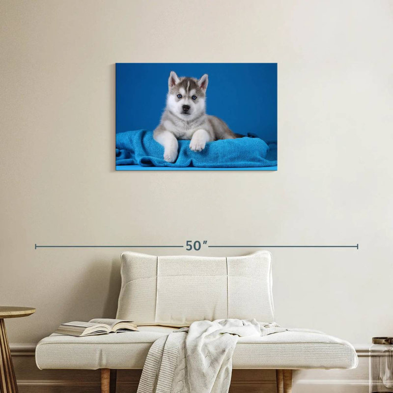 Chiot Husky aux yeux bleus, H 20 po x l 30 po