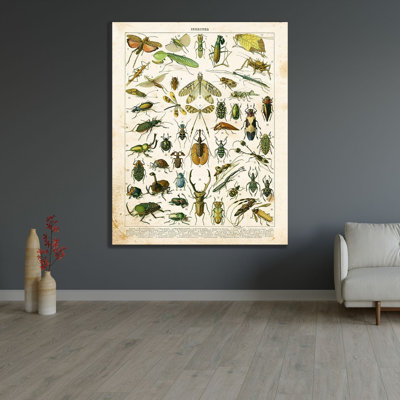 ArtDirect Babbitt, Gwendolyn Gallery Wrapped Canvas Art Titled: Bug Chart I