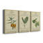 Linnaean Botany III - ensemble de 3 impressions sur toile tendue-782394690