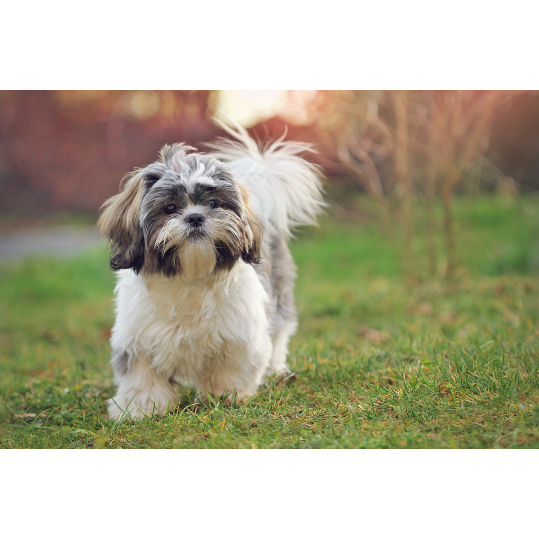 Shih Tzu