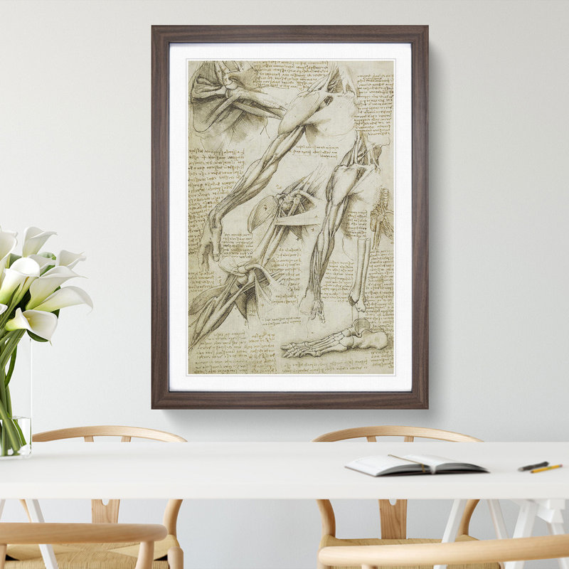 Human Anatomy Vol.1 by Leonardo Da Vinci - Picture Frame Drawing, Walnut Framed, 48cm H x 36cm W x 2cm D