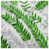 Medium Green White