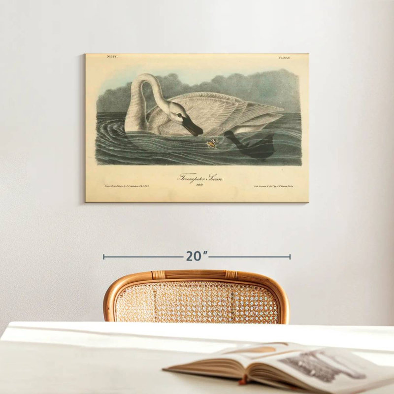 Brampt Trumpeter Swan, 16" H x 24" W