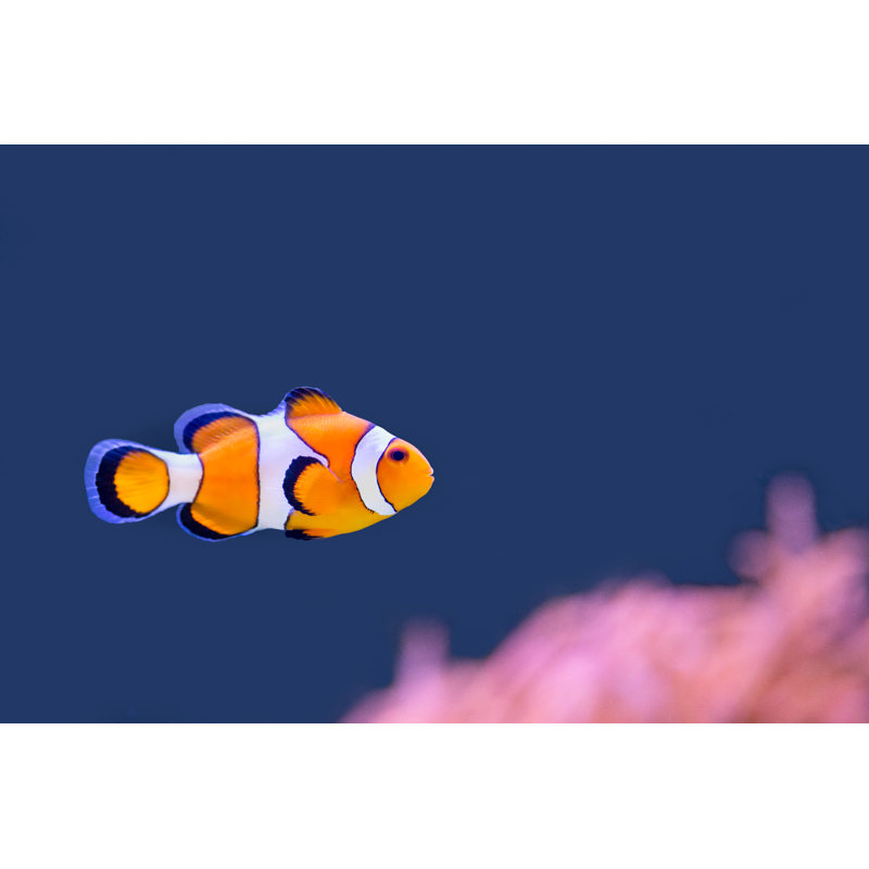 Clown Fish - Wrapped Canvas Print, 51cm H x 76cm W