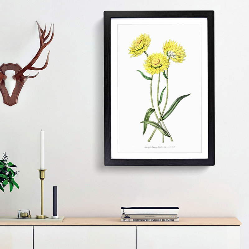 Yellow Starflowers - Framed Print, 36cm H x 27cm W x 2cm D, Black Framed