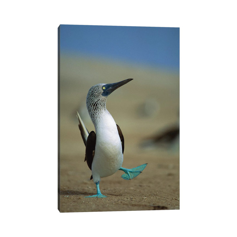Blue-Footed Booby Courtship Dance, Lobos De Tierra Island, Peru by Tui De Roy - Wrapped Canvas Gallery-Wrapped Canvas Giclée